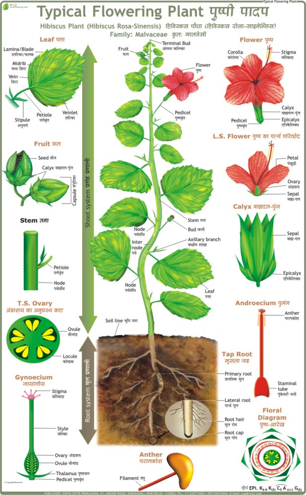 Typical Plant ( Parts Of Flowering Plant ) Chart - Vidya Chitr 