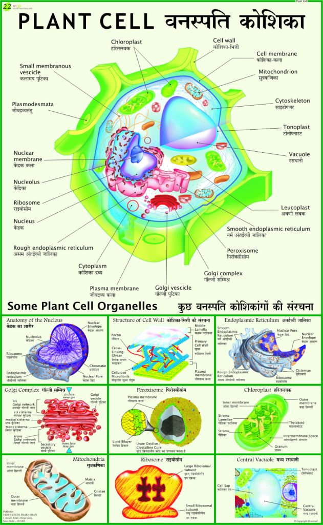 Plant Cell Chart Vidya Chitr Prakashan ( VCP )