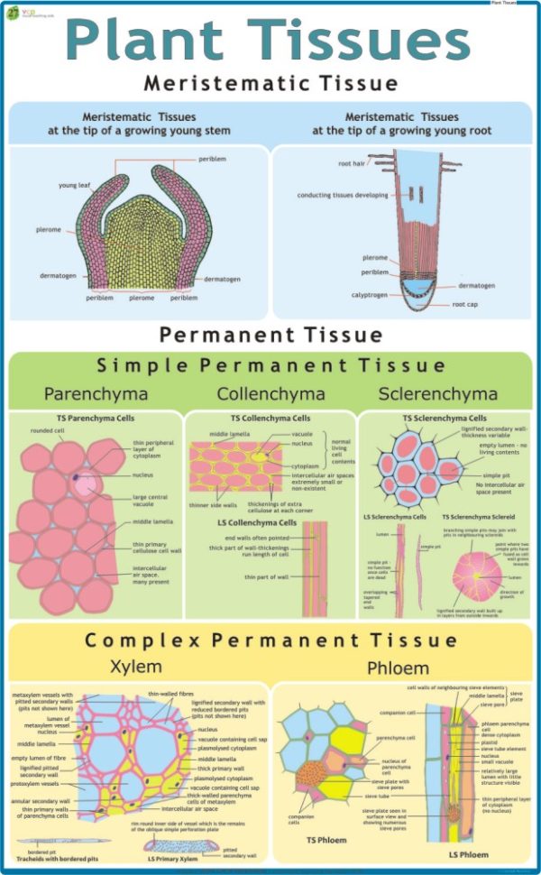 Plant Tissues Chart - Vidya Chitr Prakashan ( VCP )