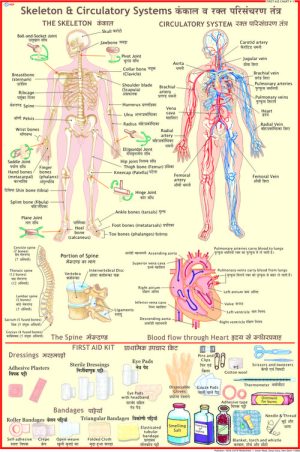 Skeleton-Circulatory-System-Chart