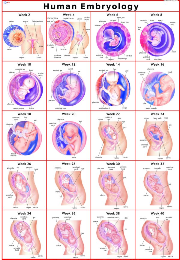 Human Embryology Chart - Vidya Chitr Prakashan ( VCP )