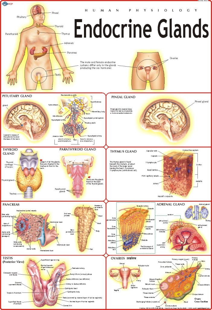 Endocrine System Chart Vidya Chitr Prakashan ( VCP )